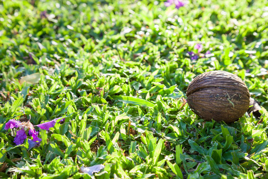 Cerbera odollam seed on grass