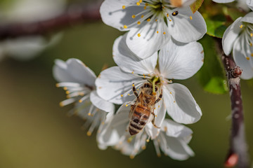 Bee on a white cherry blossom collecting pollen and gathering nectar to produce honey in the hive