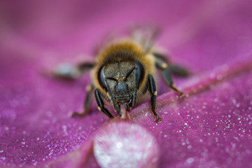 Macro image of a bee on a leaf drinking a honey drop from a hive