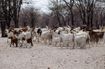 Nature in Africa