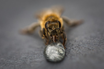 Macro image of a bee on a gray surface drinking a honey drop from a hive