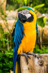 close-up portrait of a colorful parrots