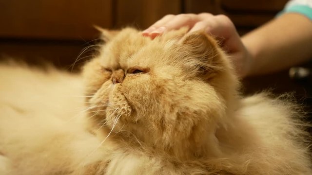 Persian cat stroked by woman