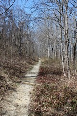 Obraz premium The dirt trail in the forest on a sunny day.