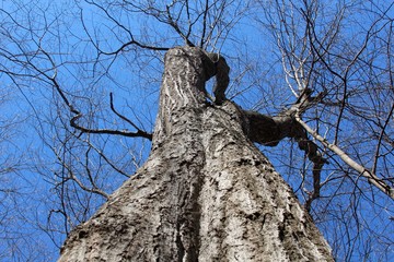 Underneath the bare tree with the blue sunny sky as the background.