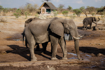 Fototapeta premium Nature in Africa