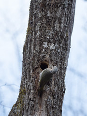 ヤマゲラと巣穴