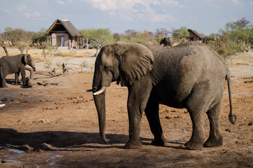 Fototapeta premium Nature in Africa