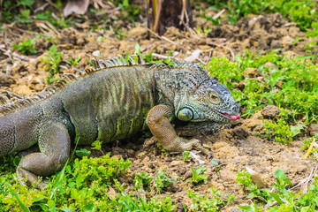 Green Iguana Reptile Portrait Closeup