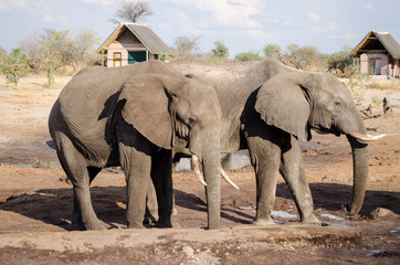 Fototapeta premium Nature in Africa