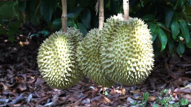 Durian is growing with sales. Seasonal durian Tropical fruits of Southeast Asia.