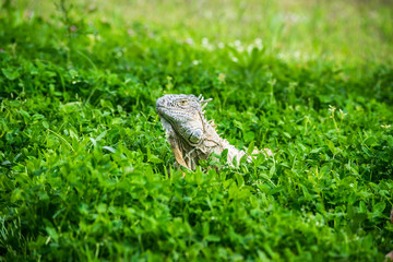 Green Iguana Reptile Portrait Closeup