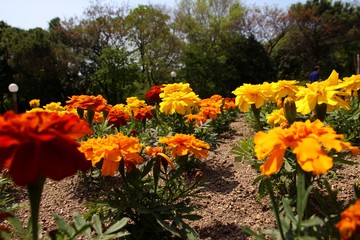 可愛いマリーゴールド