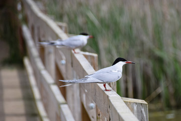 Common Terns perched on a wooden fence