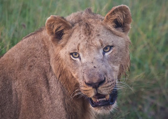 Afrion lion in the savannah at the Hlane Royal National Park, Swaziland
