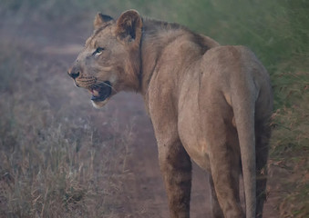 Afrion lion in the savannah at the Hlane Royal National Park, Swaziland