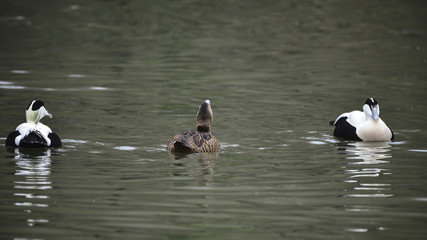 Portrait of Common Eider duck bird Somateria Mollissima in Spring in natural habitat