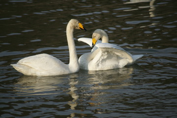 Obraz premium 白鳥