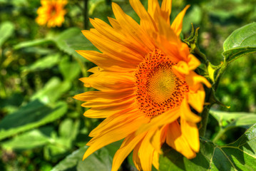 Sonnenblumenblüte