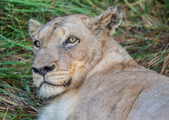 Afrion lion in the savannah at the Hlane Royal National Park, Swaziland