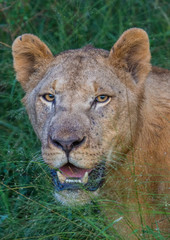 Afrion lion in the savannah at the Hlane Royal National Park, Swaziland