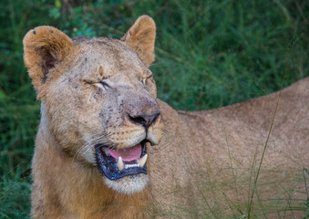 Afrion lion in the savannah at the Hlane Royal National Park, Swaziland