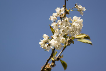 Tree Blossom