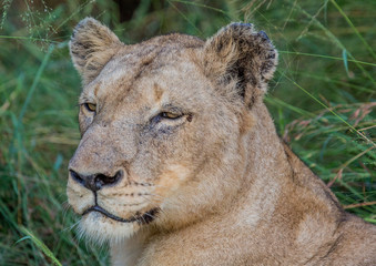 Obraz premium Afrion lion in the savannah at the Hlane Royal National Park, Swaziland