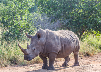 Fototapeta premium White Rhinoceros in the Savannah at Hlane Royal National Park, Swaziland