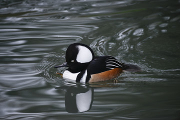 Beautiful portrait of Hooded Meganser duck bird on water in Spring