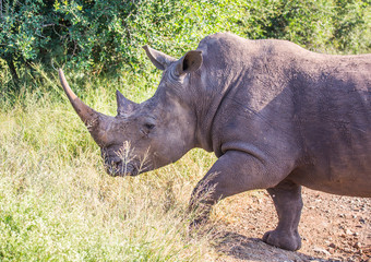 Fototapeta premium White Rhinoceros in the Savannah at Hlane Royal National Park, Swaziland