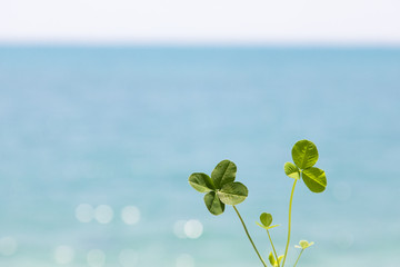 四つ葉のクローバーと青い海 © imacoconut