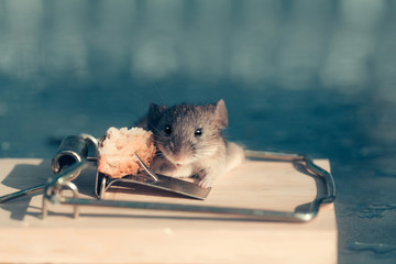 Cute house grey mouse or rat at mousetrap with bait