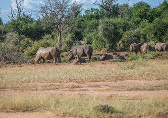 White Rhinoceros at a waterhole at Hlane Royal National Park, Swaziland