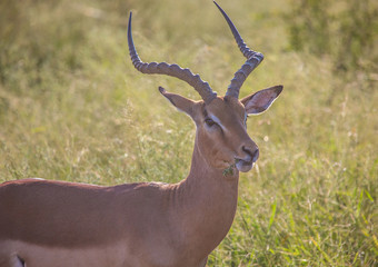 Naklejka na ściany i meble Impala male chewing some grass at Hlane Royal National Park, Swaziland