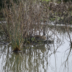 Snipe birds well camouflaged hiding in grass on lake Gallinago Galinago in Spring