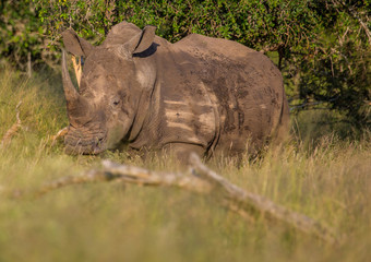 White Rhinoceros in the Savannah at Hlane Royal National Park, Swaziland