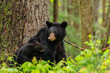 Black Bear Sow and her Four Cubs - obrazy, fototapety, plakaty
