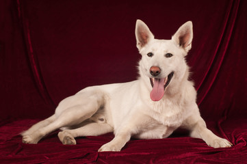 Portrait of big white mixed breed dog