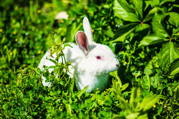 Little dwarf rabbit sitting outdoors in the summer wonderful day