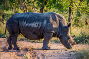 Obraz premium White Rhinoceros in the Savannah at Hlane Royal National Park, Swaziland