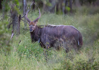 Nyala male at the savannah at Hlane Royal National Park, Swaziland