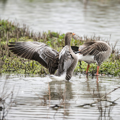 Greylag Goose Anser Anser flapping its wings on lake in Springtime