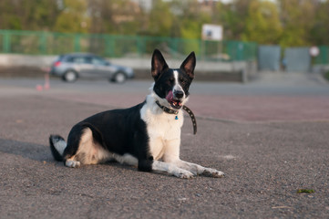 Black and white mixed breed dog lying at park