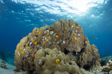 Christmas Tree Worm , growing in a calcareous tube on dome coral, Koh Tao ,Thailand