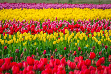 Multi-colored field of tulips. Beautiful tulips in the spring. Bright colors of natural flowers. Skagit, Washington State, USA.