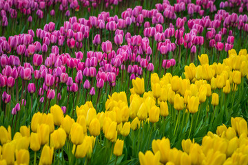 Obraz premium Rows of bright tulips in a field. Beautiful tulips in the spring. Variety of spring flowers blooming on fields. Skagit, Washington State, USA.