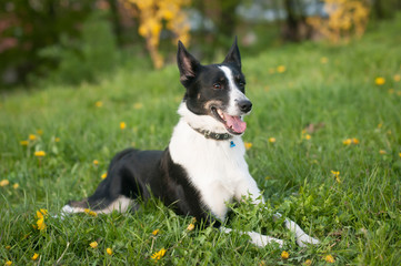 Dog is lying down in green grass