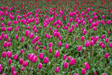 Obraz na płótnie Canvas Rows of bright tulips in a field. Beautiful tulips in the spring. Variety of spring flowers blooming on fields. Skagit, Washington State, USA.
