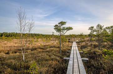 Landscape photography. Swamp on a cold winter morning.